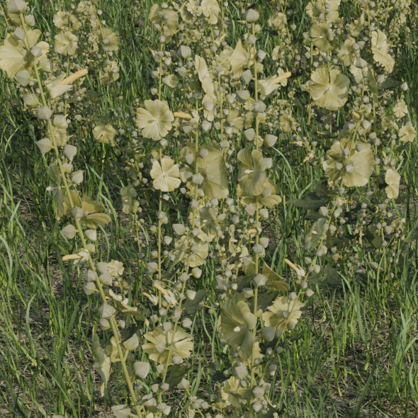 Alcea Rugosa - 3DOcean Item for Sale