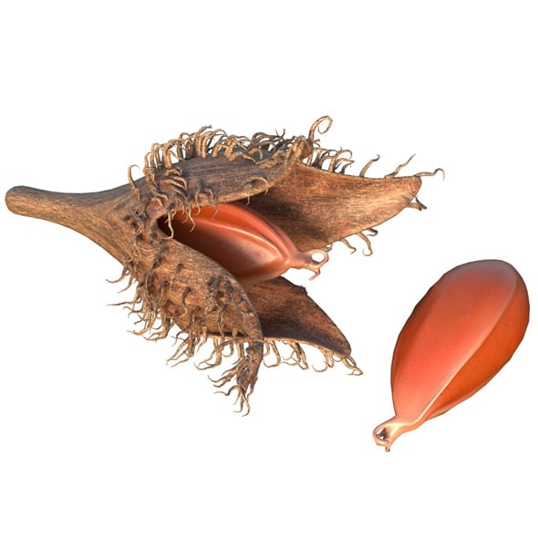 Beechnut Fruit - 3DOcean Item for Sale