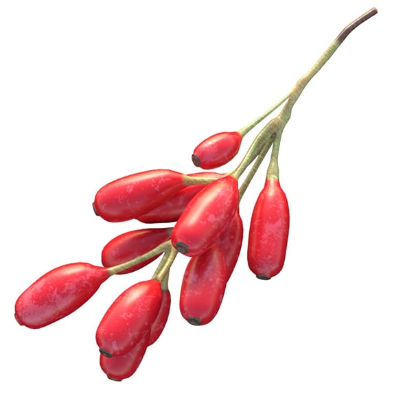 Berberis Fruit - 3DOcean Item for Sale