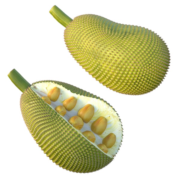 Jackfruit - 3DOcean Item for Sale