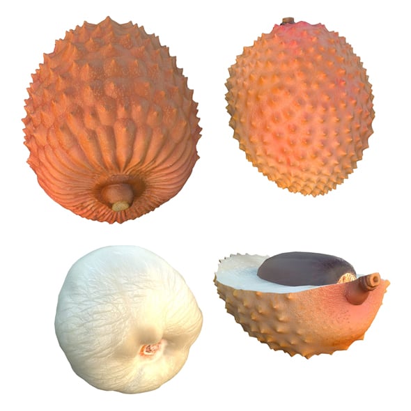 Lychee Fruit - 3DOcean Item for Sale