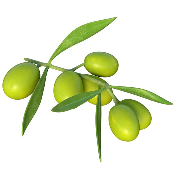 Olive Branch Fruit - 3DOcean Item for Sale
