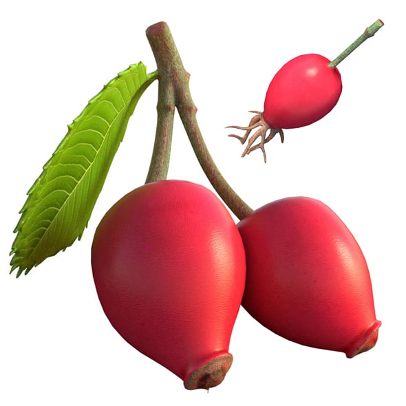 Rose Hip Fruit - 3DOcean Item for Sale