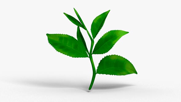 Tea Leaves - 3DOcean Item for Sale