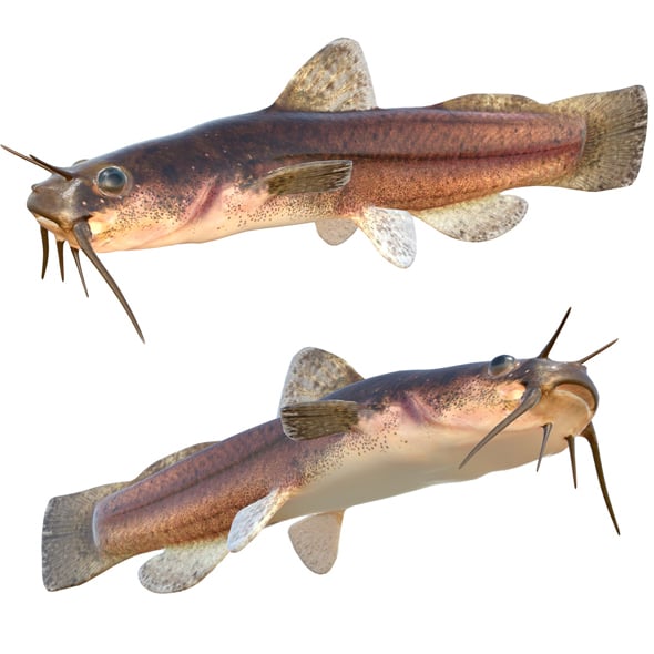 Speckled Madtom Fish - 3DOcean Item for Sale