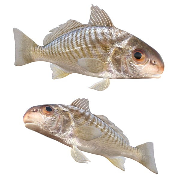 Spot Fish - 3DOcean Item for Sale