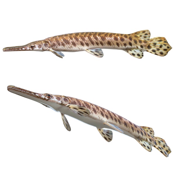 Spotted Gar Fish - 3DOcean Item for Sale
