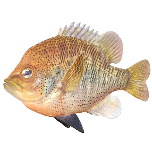 Spotted Sunfish - 3DOcean Item for Sale