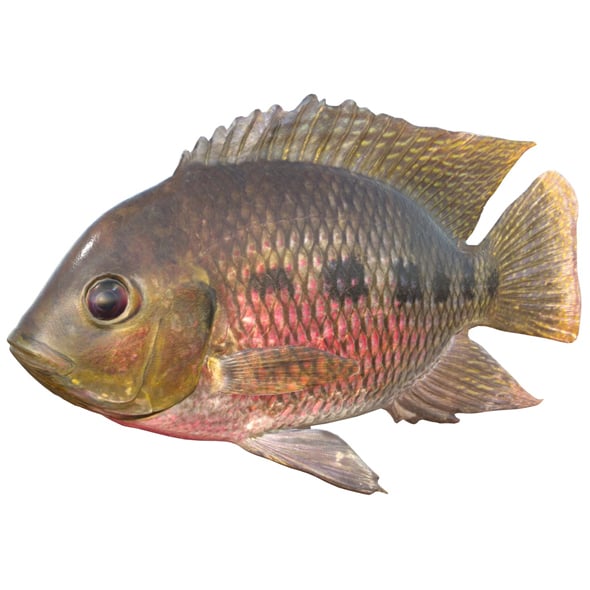 Spotted Tilapia Fish - 3DOcean Item for Sale