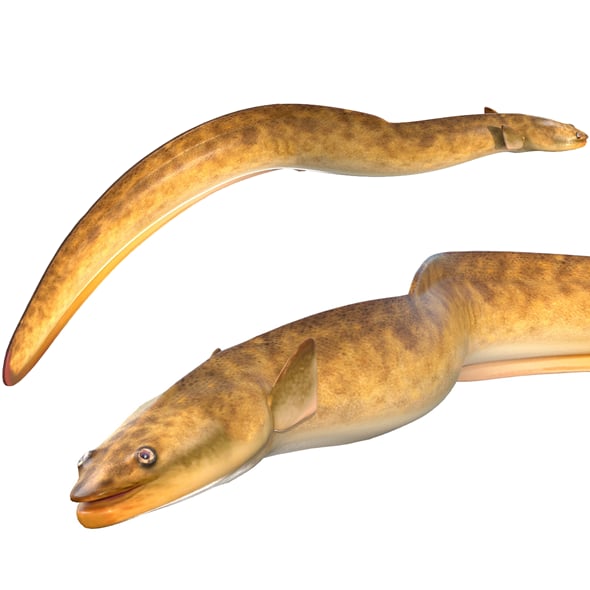American Eel Fish - 3DOcean Item for Sale