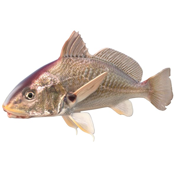 Atlantic Croaker Fish - 3DOcean Item for Sale