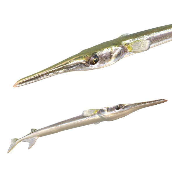Atlantic Needlefish Fish - 3DOcean Item for Sale
