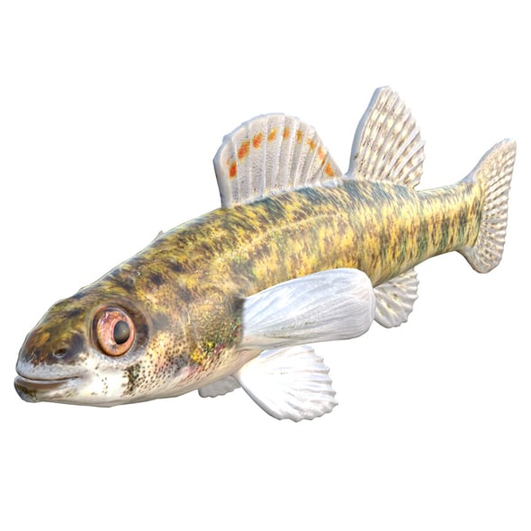 Backwater Darter Fish - 3DOcean Item for Sale