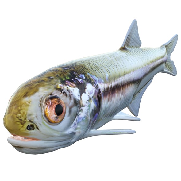 Bay Anchovy Fish - 3DOcean Item for Sale