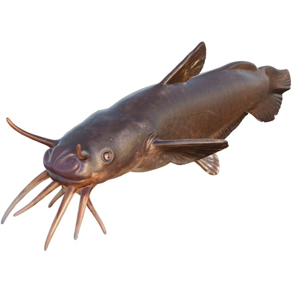 Black Madtom Fish - 3DOcean Item for Sale