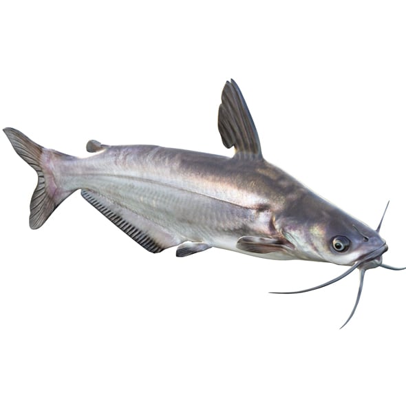 Blue Catfish Fish - 3DOcean Item for Sale