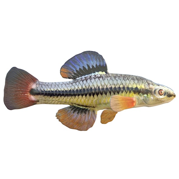 Bluefin Killifish - 3DOcean Item for Sale