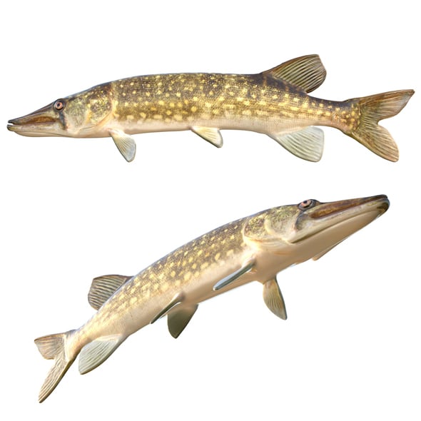 Chain Pickerel Fish - 3DOcean Item for Sale