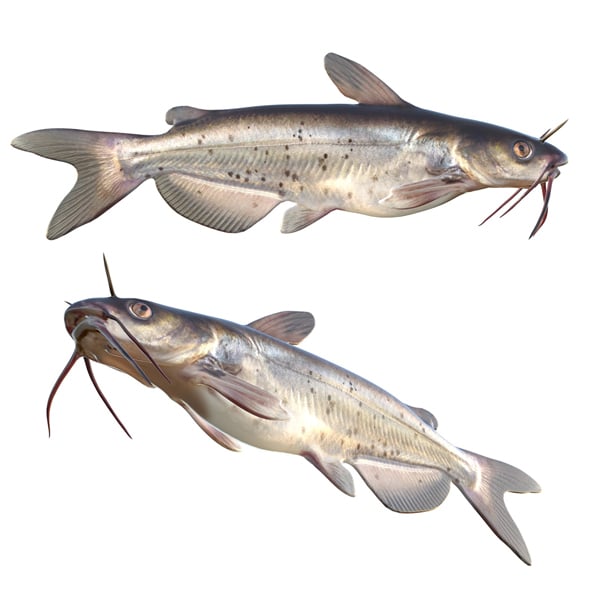 Channel Catfish - 3DOcean Item for Sale