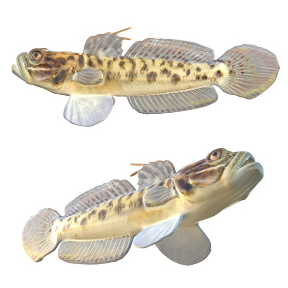 Clown Goby Fish - 3DOcean Item for Sale