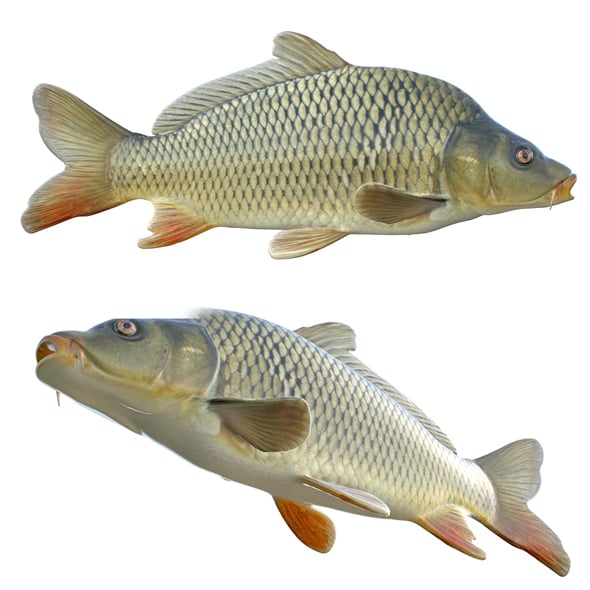 Common Carp Fish - 3DOcean Item for Sale