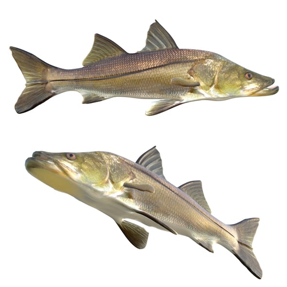 Common Snook Fish - 3DOcean Item for Sale