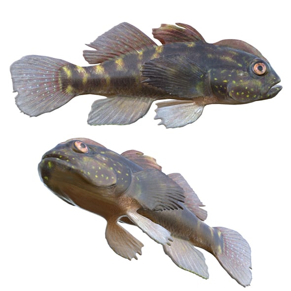 Crested Goby Fish - 3DOcean Item for Sale