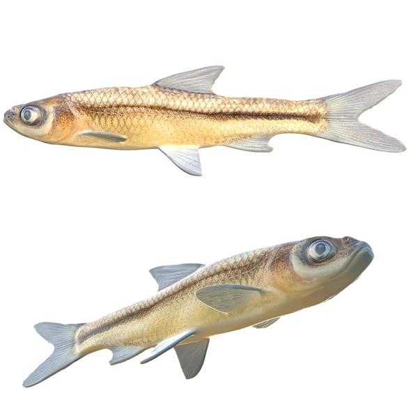 Cypress Minnow Fish - 3DOcean Item for Sale