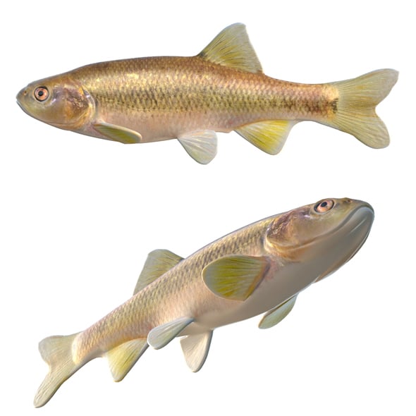 Dixie Chub Fish - 3DOcean Item for Sale