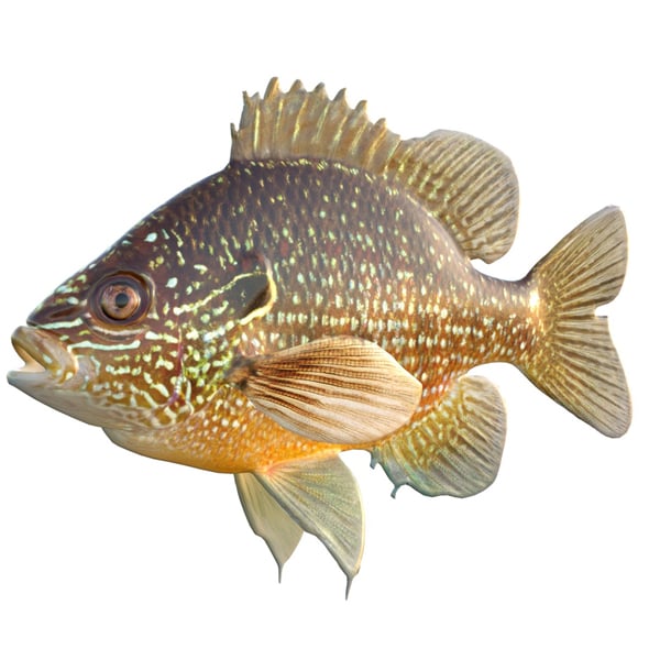 Dollar Sunfish - 3DOcean Item for Sale