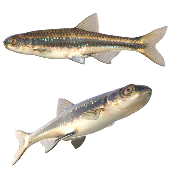 Dusky Shiner Fish - 3DOcean Item for Sale