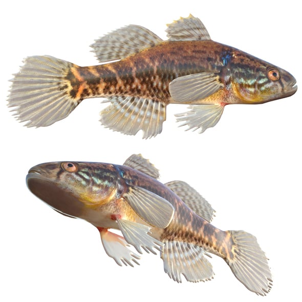 Fat Sleeper Fish - 3DOcean Item for Sale