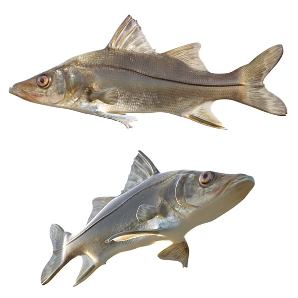 Fat Snook Fish - 3DOcean Item for Sale