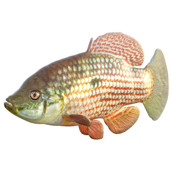 Flagfish - 3DOcean Item for Sale