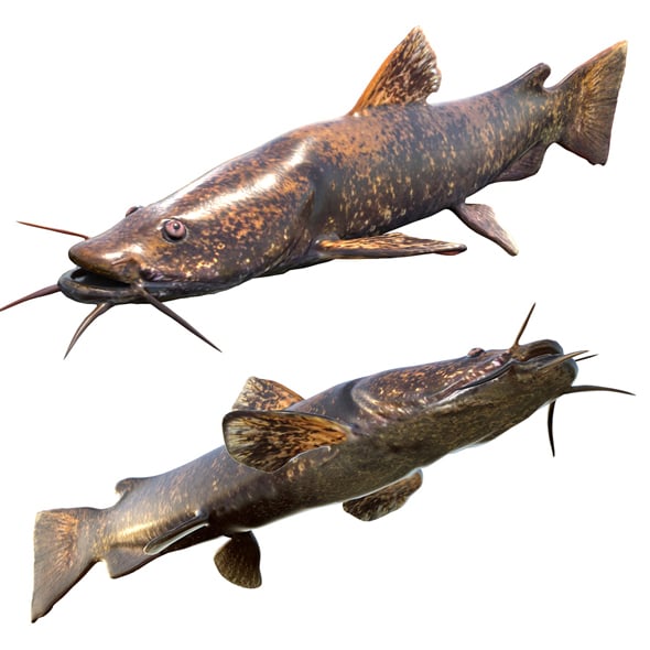 Flathead Catfish - 3DOcean Item for Sale