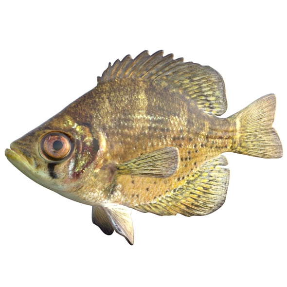 Flier Fish - 3DOcean Item for Sale