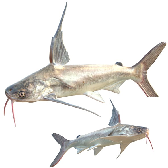Gafftopsail Catfish - 3DOcean Item for Sale