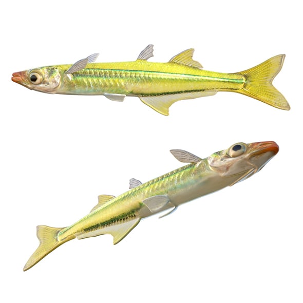 Golden Silverside Fish - 3DOcean Item for Sale
