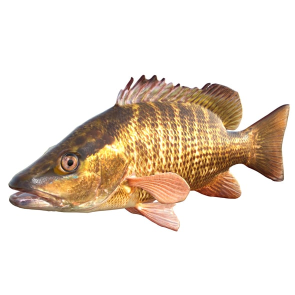 Gray Snapper Fish - 3DOcean Item for Sale