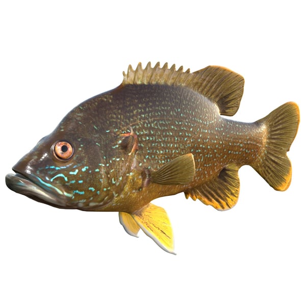 Green Sunfish - 3DOcean Item for Sale