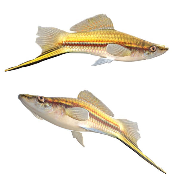 Green Swordtail Fish - 3DOcean Item for Sale
