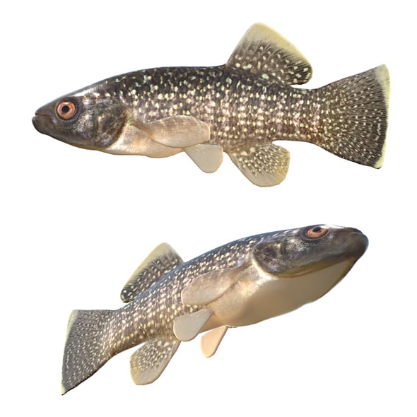 Gulf Killifish - 3DOcean Item for Sale