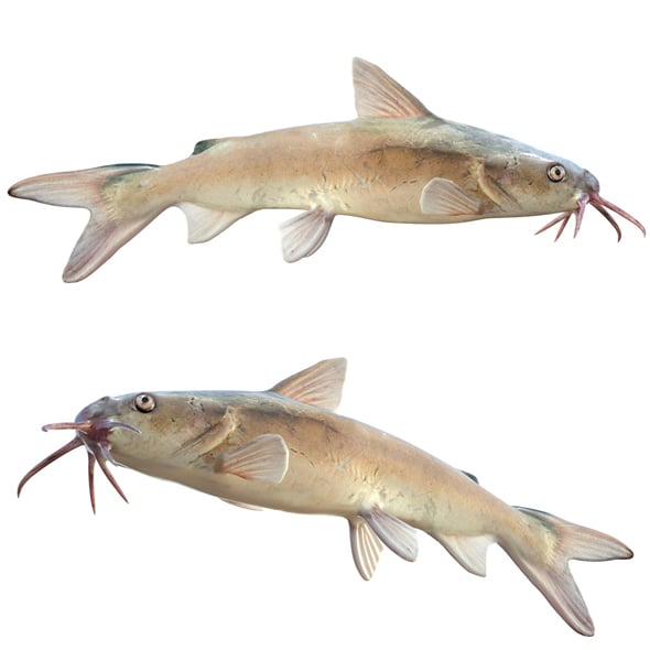 Hardhead Catfish - 3DOcean Item for Sale