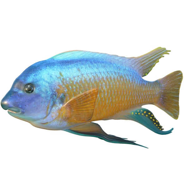 Labeotropheus Fish - 3DOcean Item for Sale