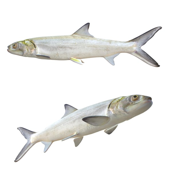 Ladyfish - 3DOcean Item for Sale