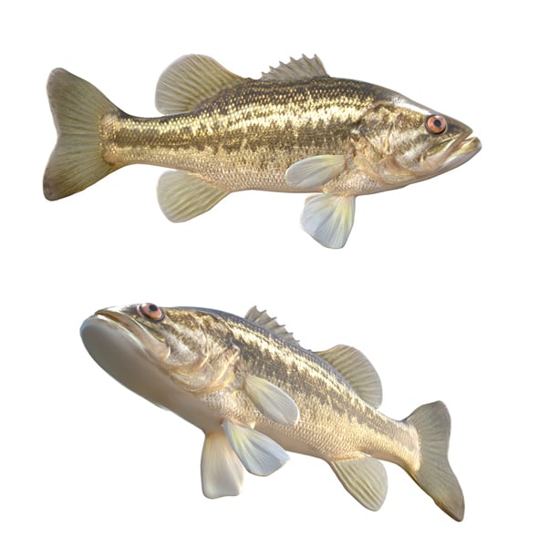Largemouth Bass Fish - 3DOcean Item for Sale