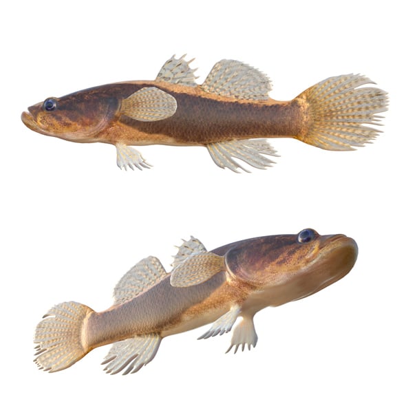 Largescale Spinycheek Sleeper Fish - 3DOcean Item for Sale