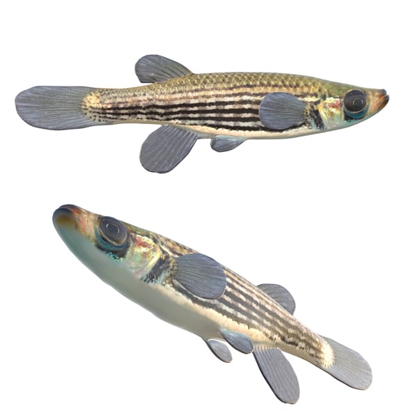 Lined Topminnow Fish - 3DOcean Item for Sale