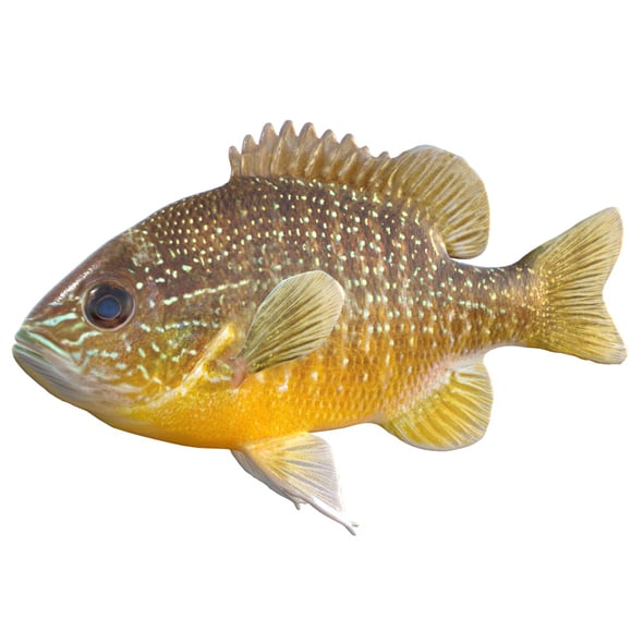 Longear Sunfish - 3DOcean Item for Sale