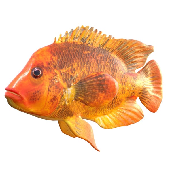 Midas Cichlid Fish - 3DOcean Item for Sale